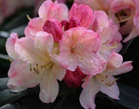 RHODODENDRON PERCY WISEMAN