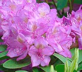 RHODODENDRON ROSEUM ELEGANS