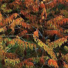 RHUS TYPHINA DISSECTA