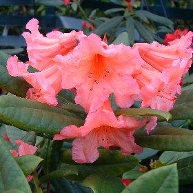 RHODODENDRON TORTOISESHELL