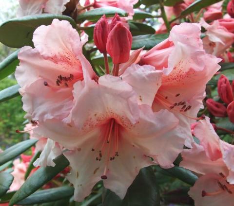 RHODODENDRON VIRGINIA RICHARDS