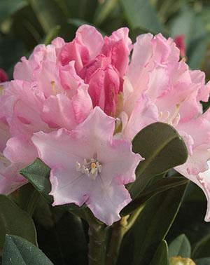 RHODODENDRON YAK DREAMLAND