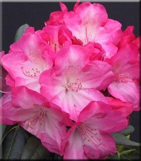 RHODODENDRON YAK. FANTASTICA