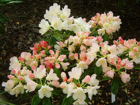 RHODODENDRON YAK. GOLDEN TORCH