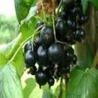 RIBES NIGRUM TENAH