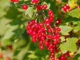 RIBES RUBRUM RONDOM