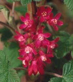 RIBES SANG. PULBOROUGH SCARLET