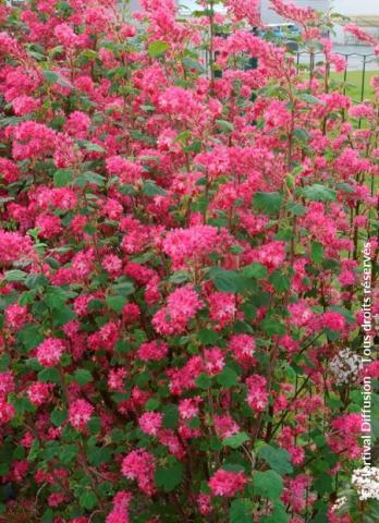 RIBES SANGUINEUM RED BROSS®