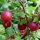 RIBES UVA-CRISPA CAPTIVATOR