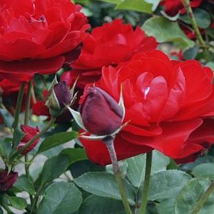 ROSA LILLI MARLEEN®