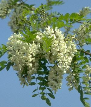 ROBINIA PSEUDOACACIA