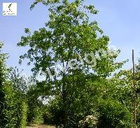 ROBINIA PSEUD. TORTUOSA