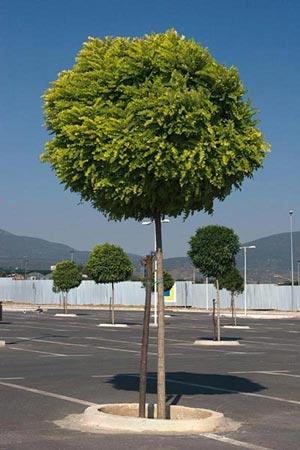 ROBINIA PSEUD. UMBRACULIFERA