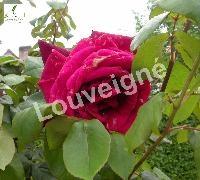 ROSA PERLE ROUGE