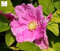 ROSA RUGOSA