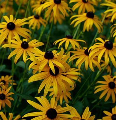 RUDBECKIA FULGIDA GOLDSTURM