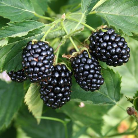 RUBUS FR. NAVAHO