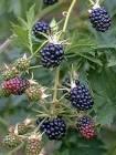 RUBUS FR. OREGON THORNLESS
