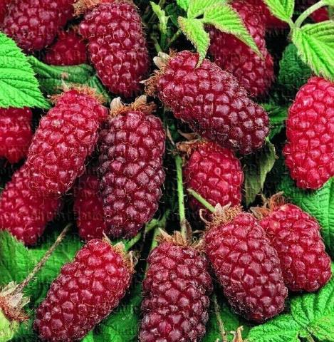 RUBUS FR. TAYBERRY