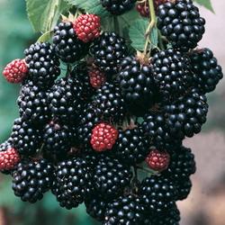 RUBUS FR. THORNFREE