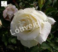 ROSA WHITE SYMPHONIE