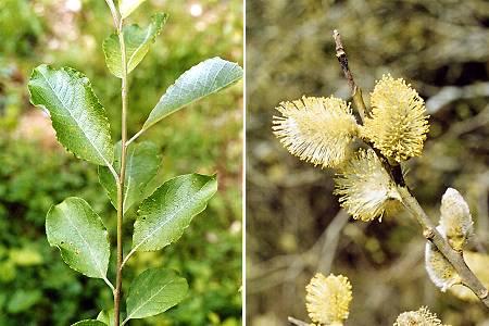 SALIX CAPREA