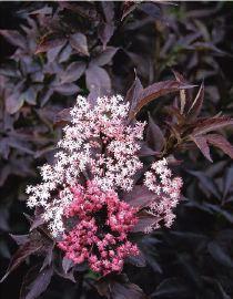 SAMBUCUS NIGRA BLACK BEAUTY