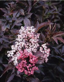 SAMBUCUS NIGRA BLACK BEAUTY