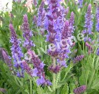 SALVIA NEMEROSA BLAUKTNIGIN