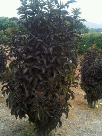 SAMBUCUS NIGRA BLACK TOWER ®