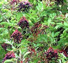 SAMBUCUS NIGRA