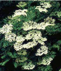 SAMBUCUS NIGRA LACINIATA