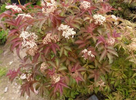 SAMBUCUS NIGRA SERENADE ®