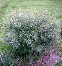 SALIX PURPUREA NANA