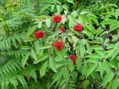 SAMBUCUS RACEMOSA