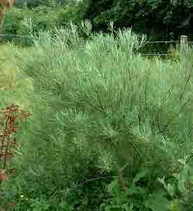 SALIX ROSMARINIFOLIA