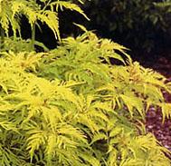 SAMBUCUS RACEMOSA SUTHERLAND GOLD