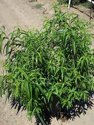 SALIX UDENSIS SEKKA