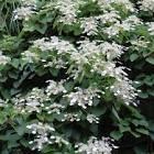 SCHIZOPHRAGMA HYDRANGEOIDES