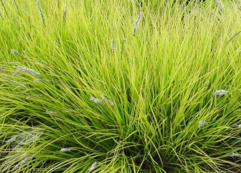 SESLERIA AUTOMNALIS