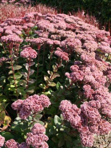 SEDUM HYBRIDE MATRONA
