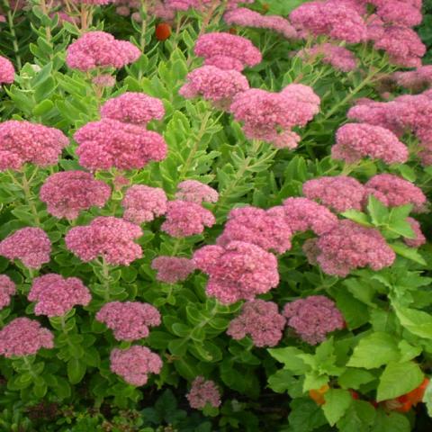 SEDUM SPECTABILE BRILLANT