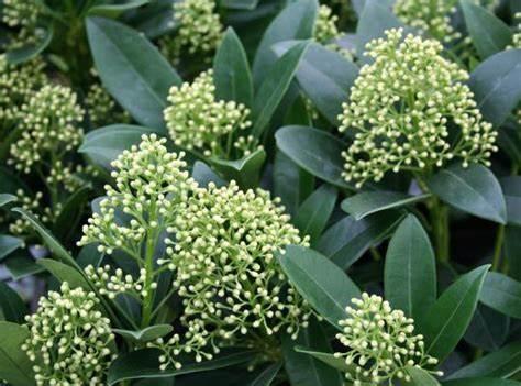 SKIMMIA JAPONICA FINCHY