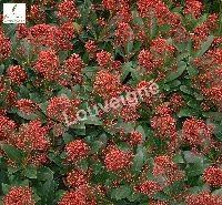 SKIMMIA JAP. RUBELLA (FOREMANII)