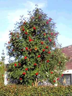 SORBUS AUC. EDULIS