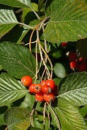 SORBUS ARIA