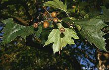 SORBUS TORMINALIS