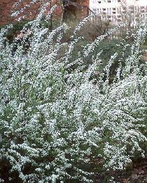 SPIRAEA ARGUTA