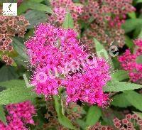 SPIRAEA BUMALDA ANTHONY WATERER