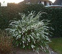 SPIRAEA CINEREA GREFSHEIM